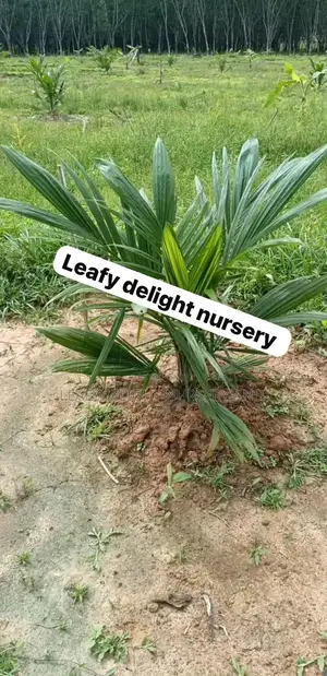 Palm Plant Seedlings