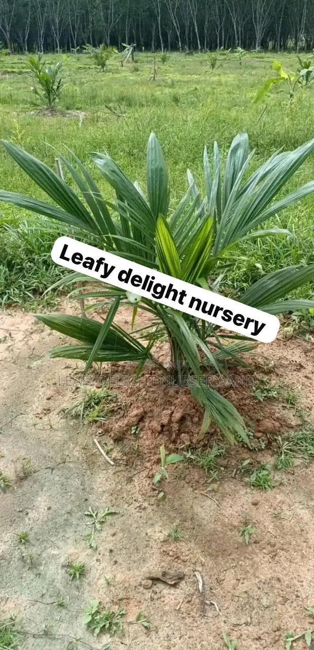 Palm Plant Seedlings