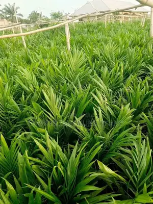Palm Plant Seedlings