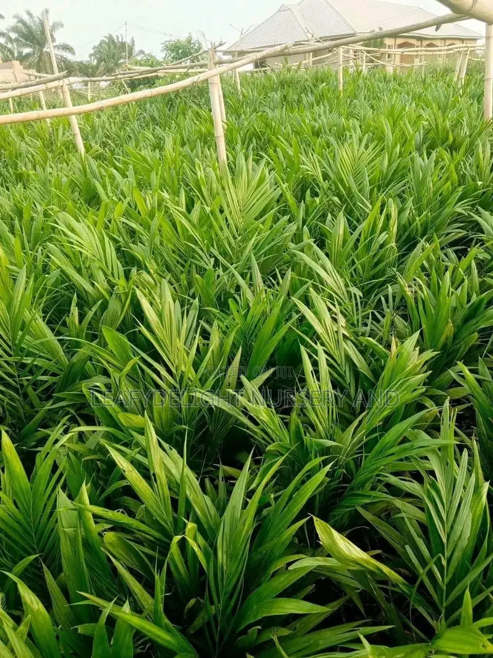 Palm Plant Seedlings