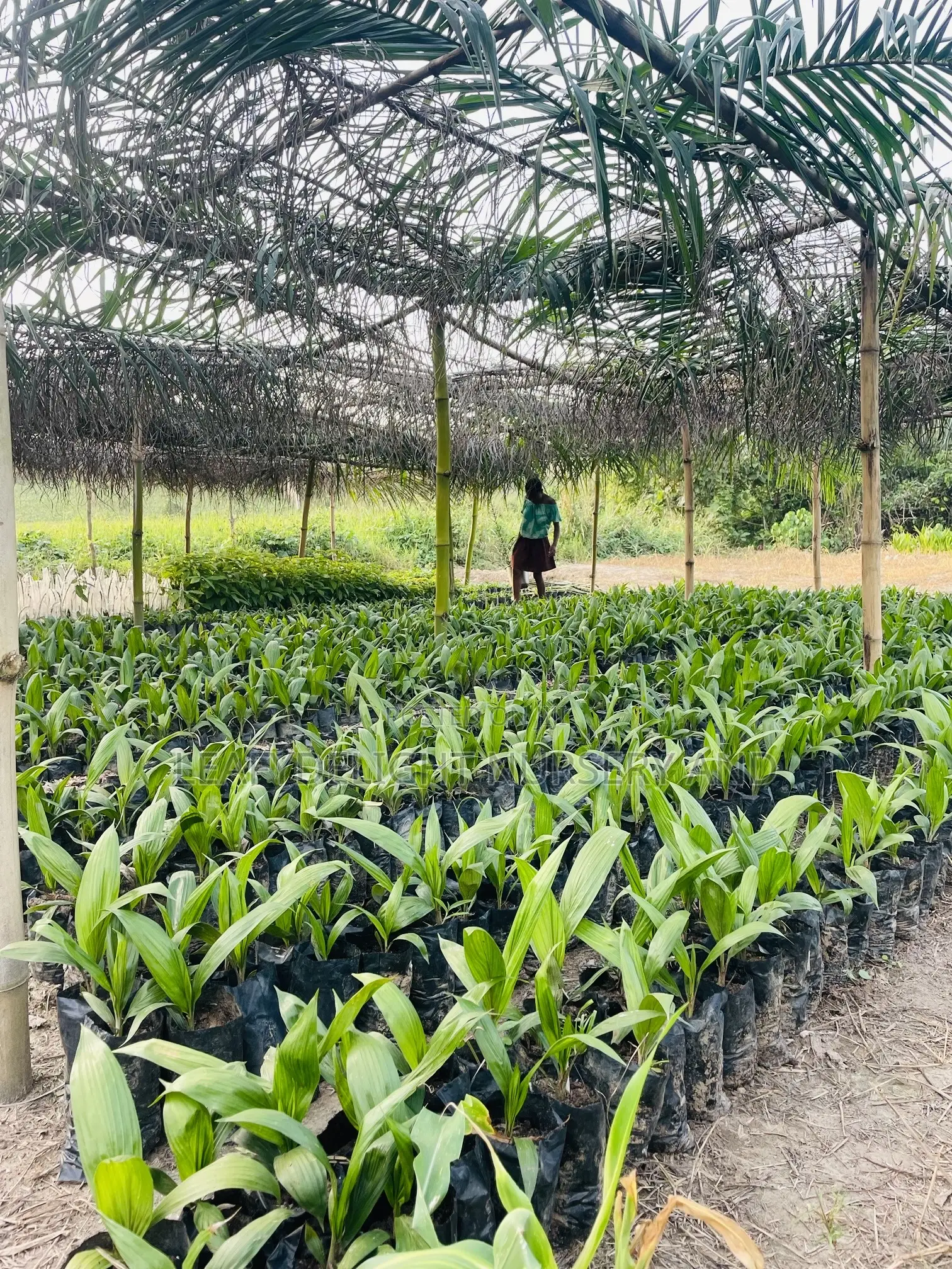 Palm Plant Seedlings