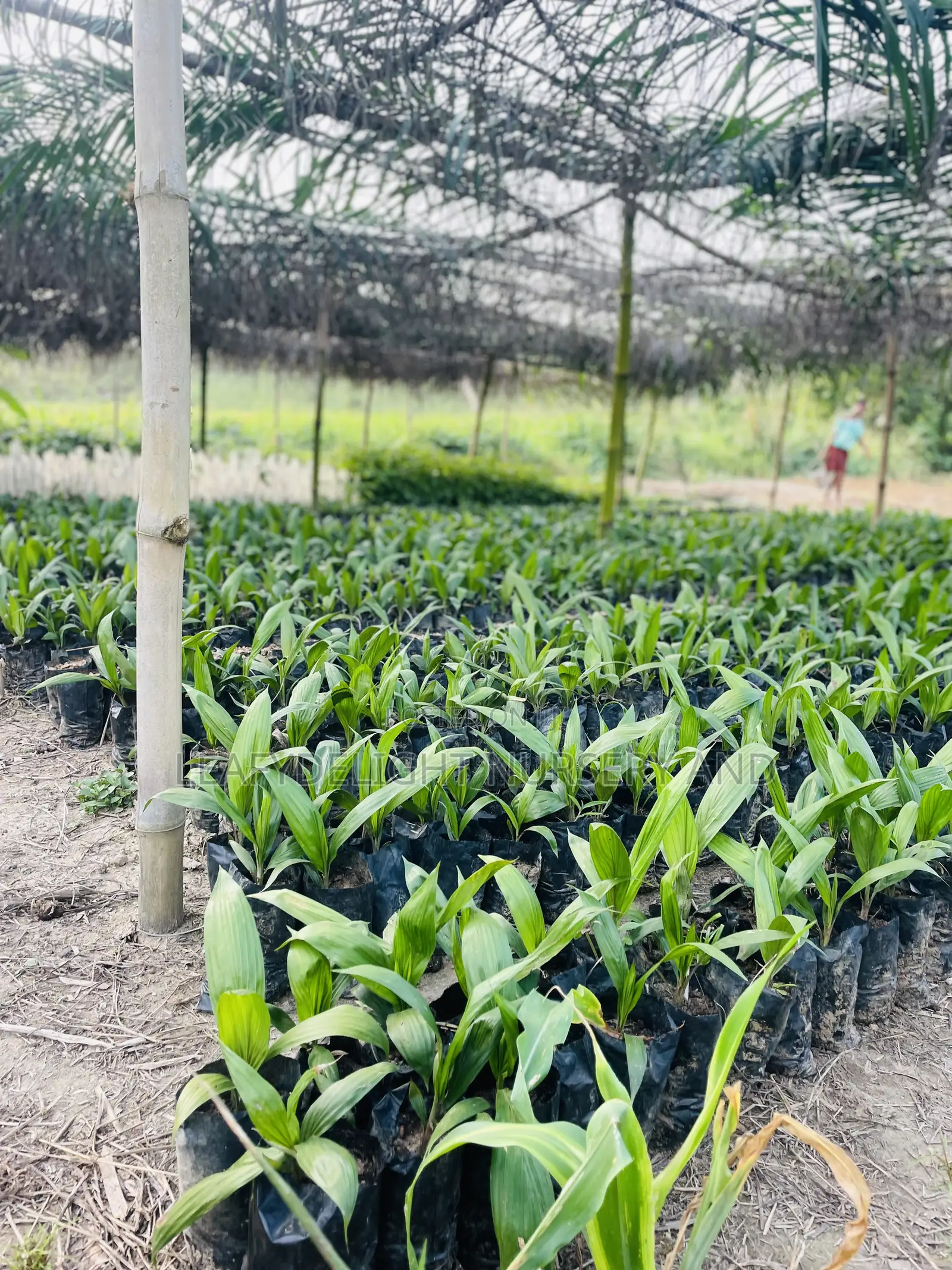 Palm Plant Seedlings