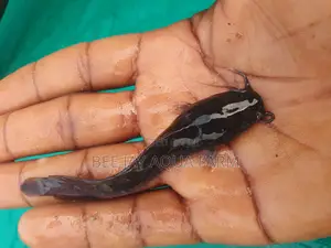 Catfish Fingerling, Juveniles Sales
