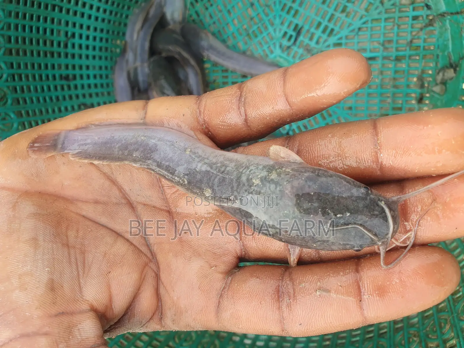 Catfish Fingerling, Juveniles Sales