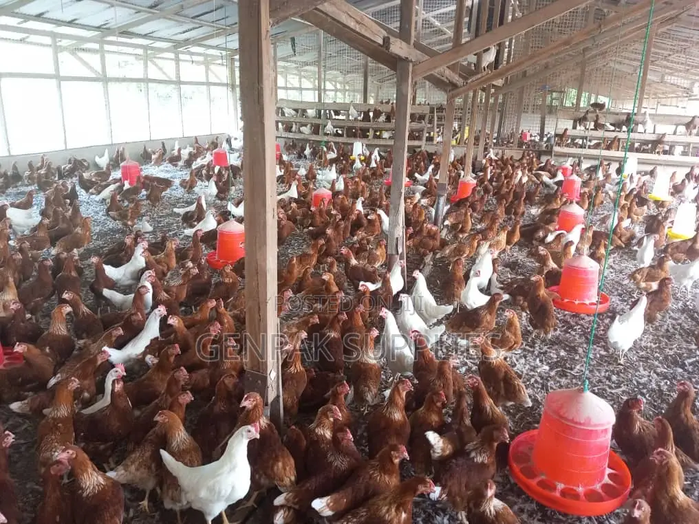 Poultry Farm Workers Needed