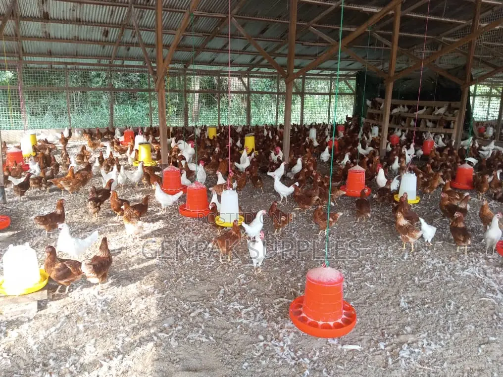 Poultry Farm Workers Needed