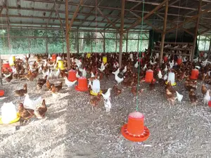 Poultry Farm Workers Needed