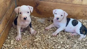 1-3 months Female Purebred American Pit Bull Terrier