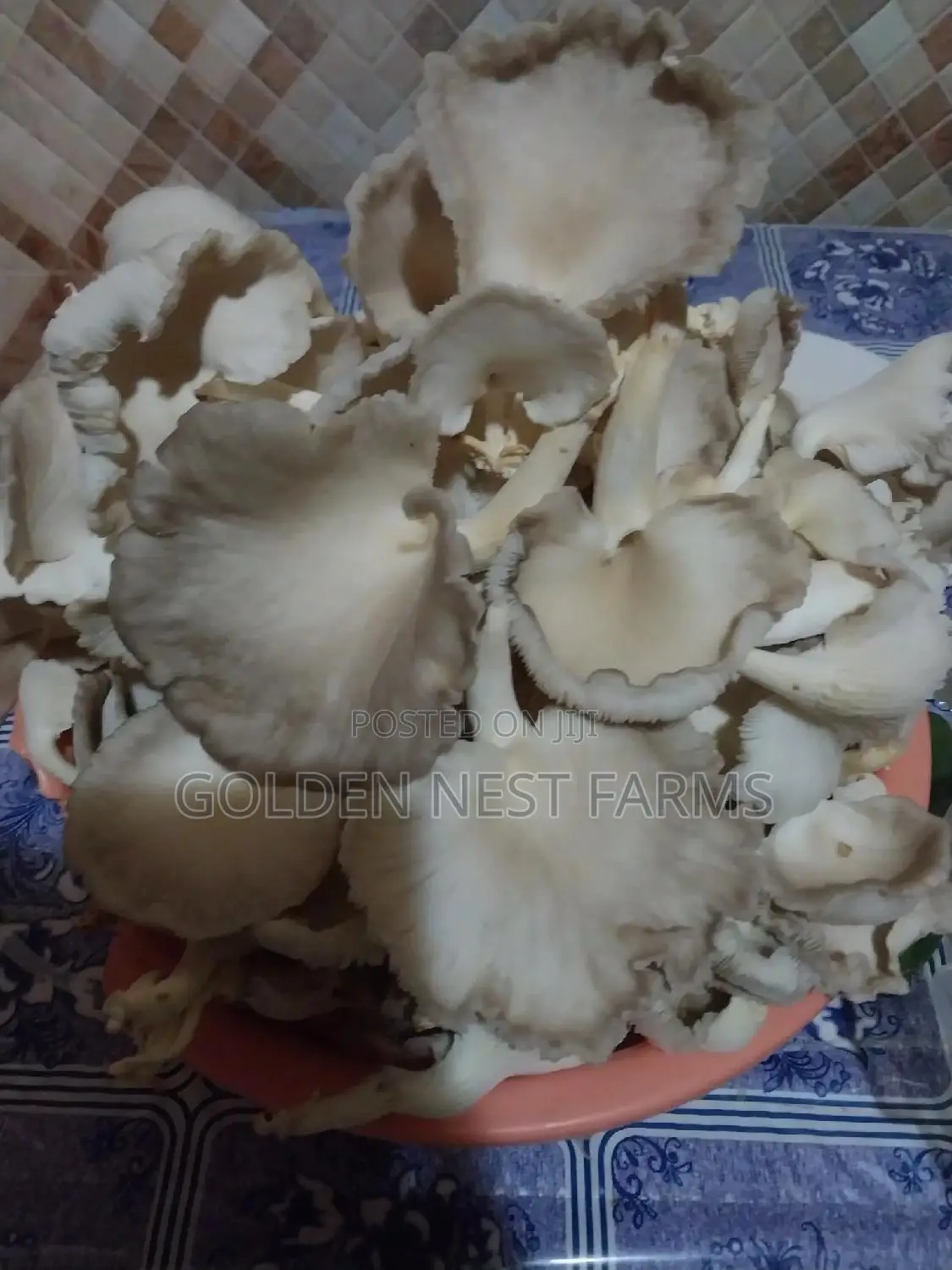 Fresh and Juicy Oyester Mushroom