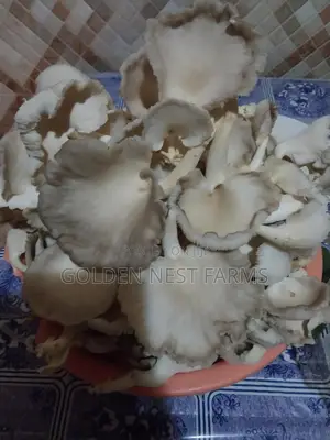 Fresh and Juicy Oyester Mushroom