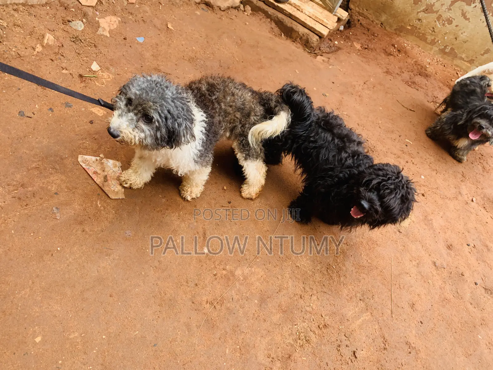 0-1 month Female Purebred Poodle