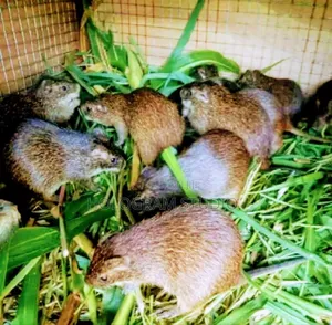Breeding Stocks