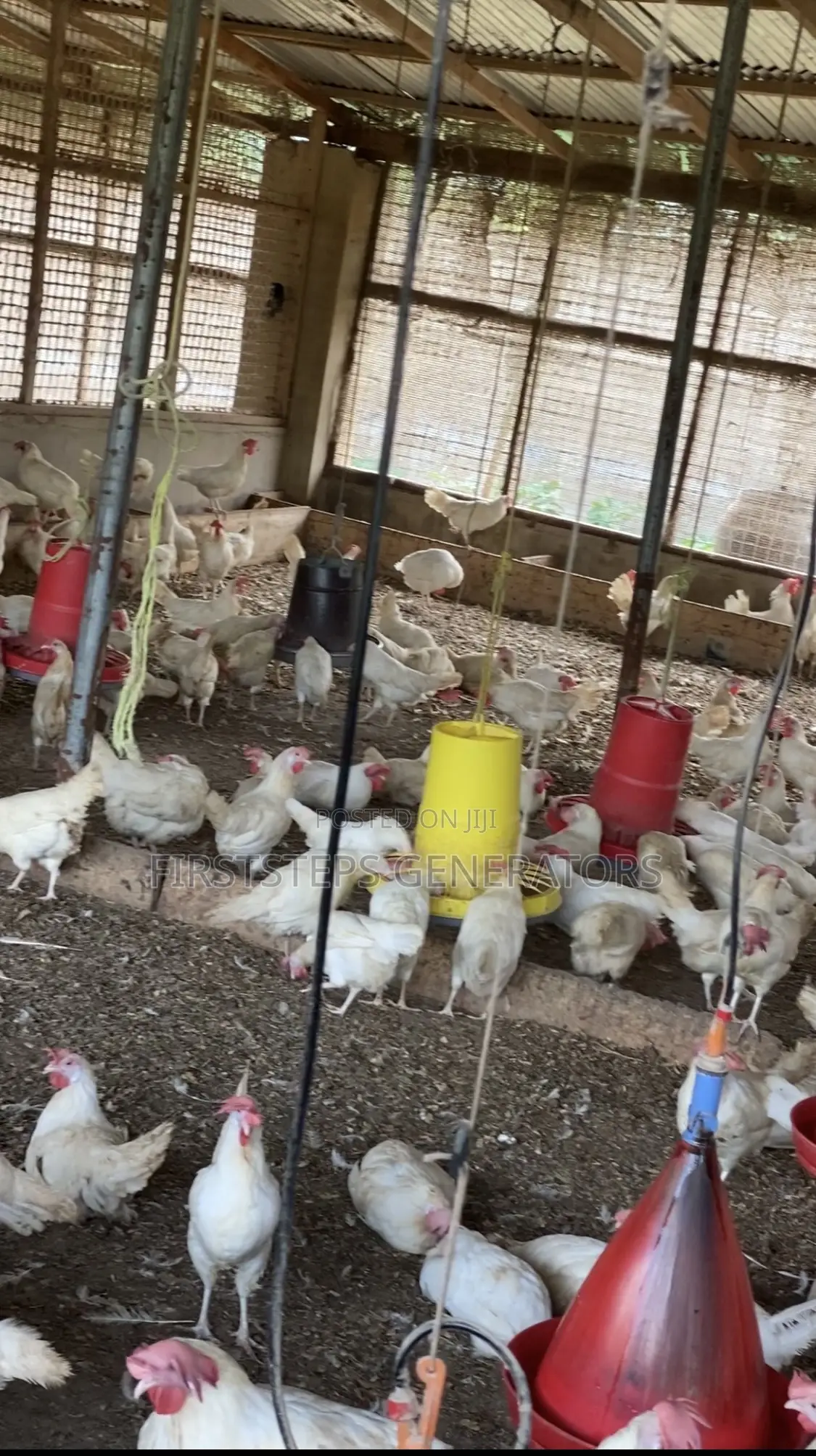 Fresh Chicken Meat Old Layers Matured Chicken for Sale
