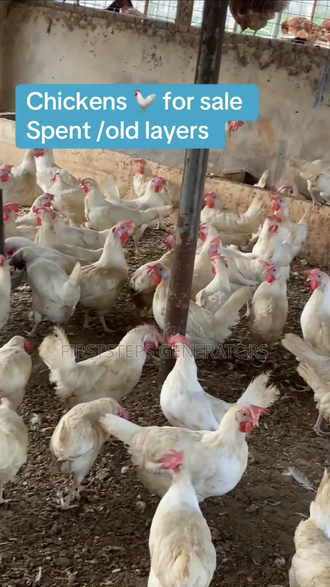 Fresh Chicken Meat Old Layers Matured Chicken for Sale