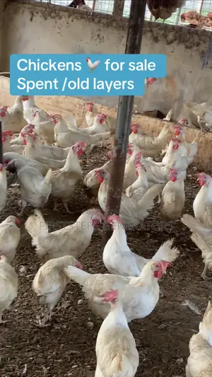 Fresh Chicken Meat Old Layers Matured Chicken for Sale
