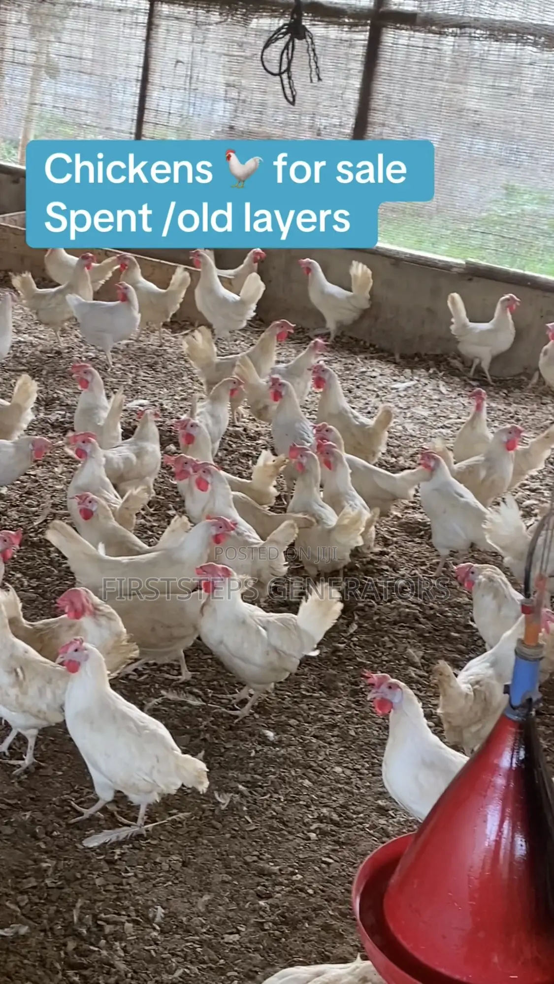 Fresh Chicken Meat Old Layers Matured Chicken for Sale