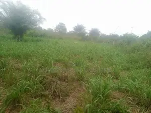 10 Acres of Farmland at Gomoa Odumase for Lease