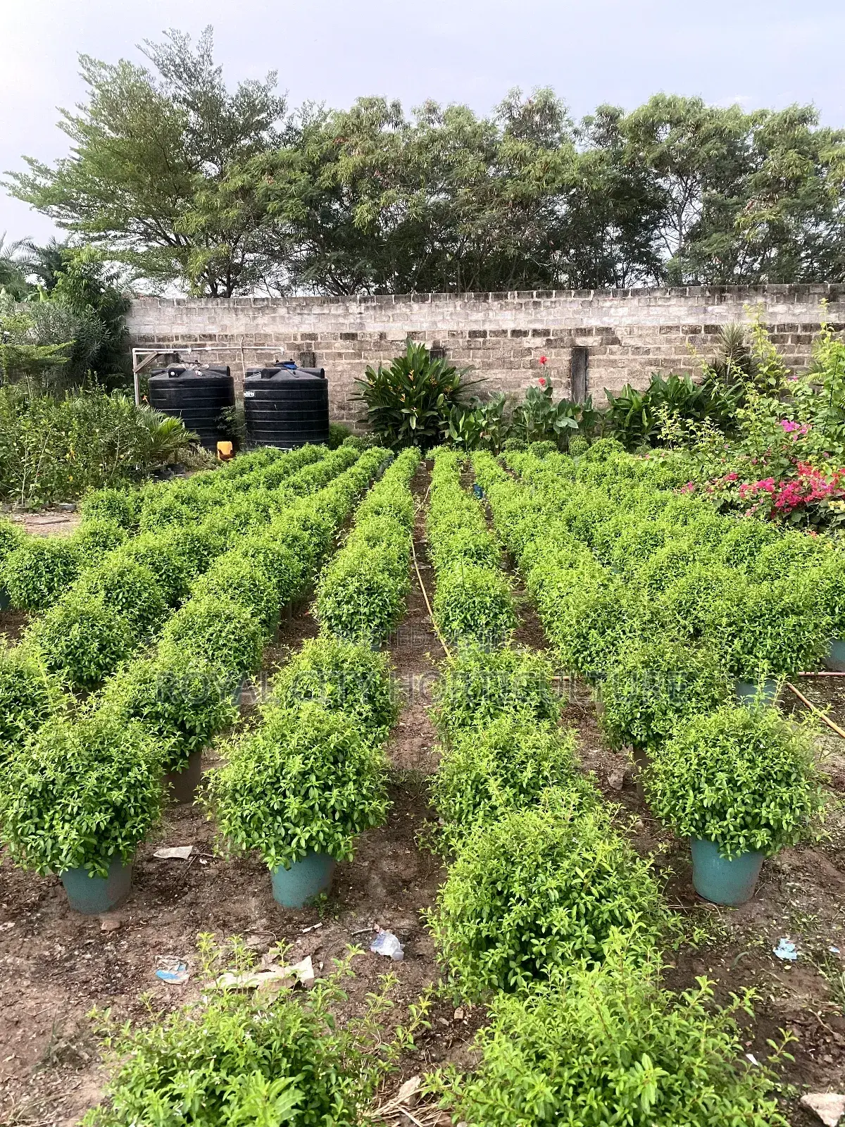 Landscaping and Garden Services