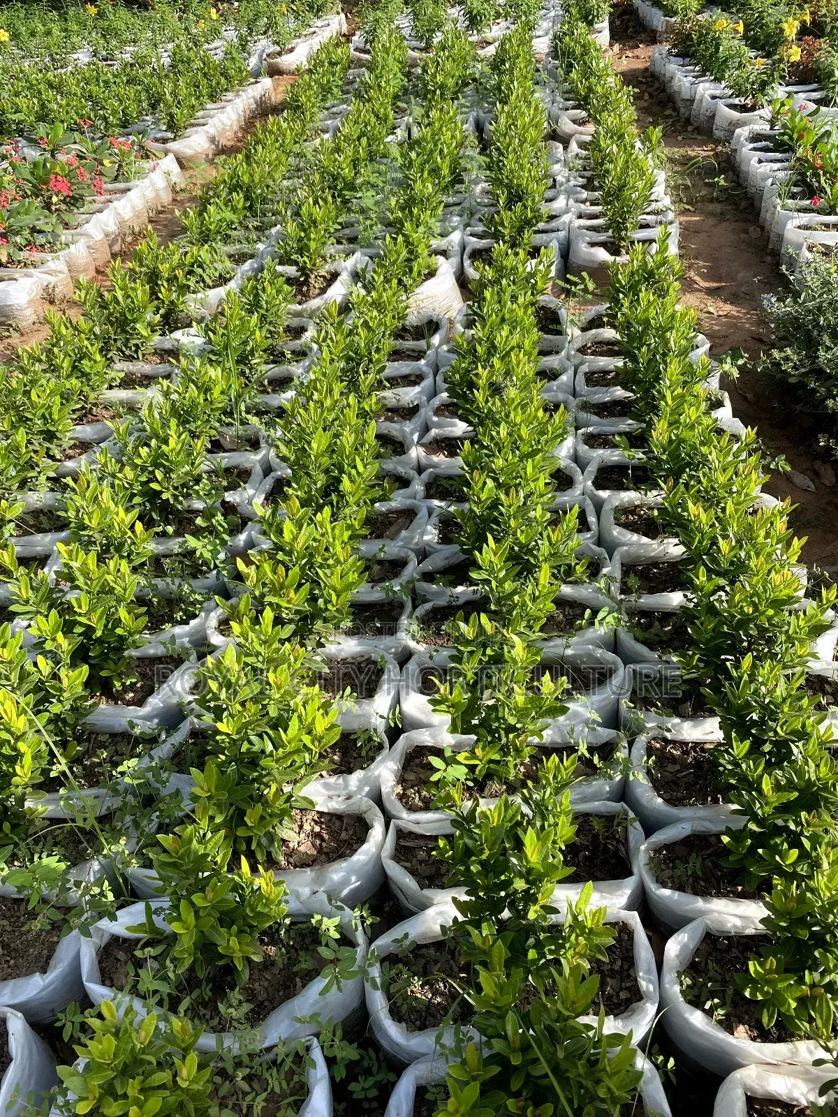 Landscaping and Garden Services