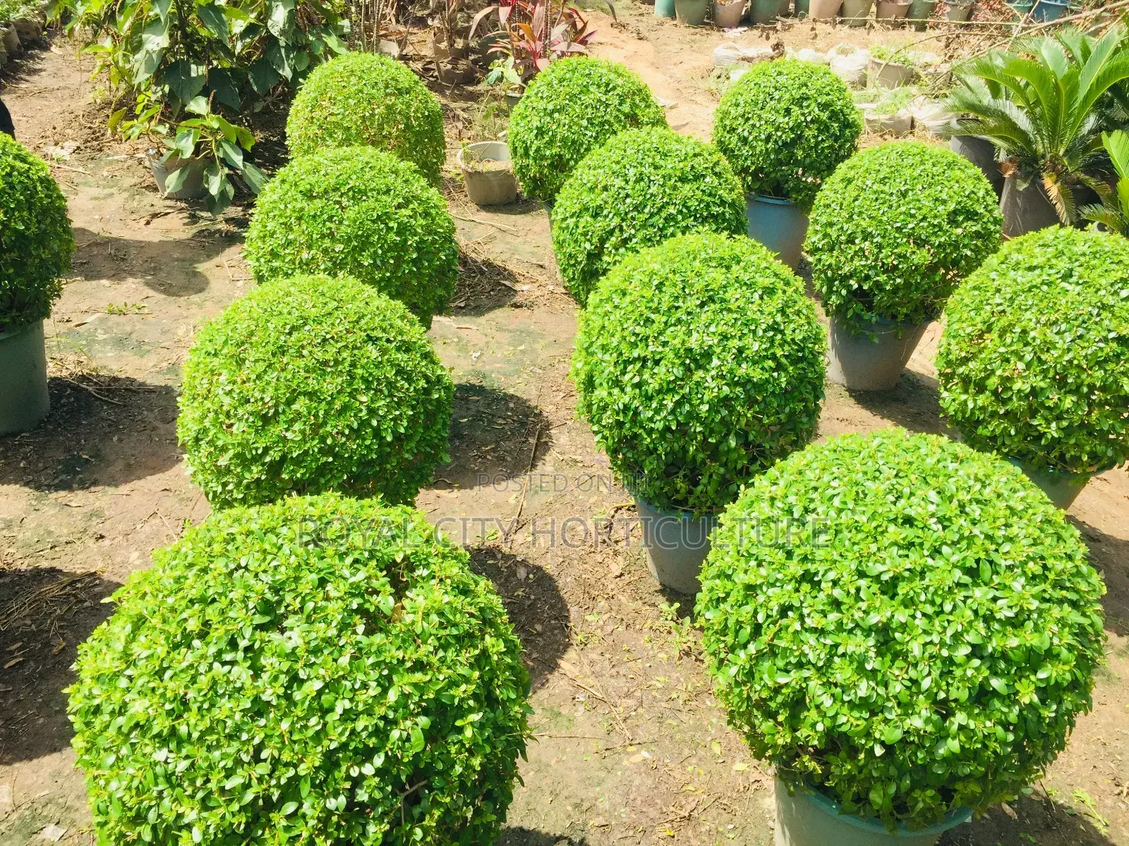 Landscaping and Garden Services