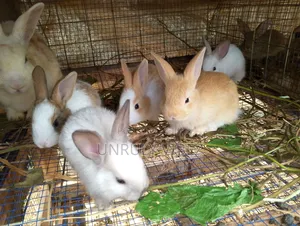 Rabbits in Ghana for sale Prices on Jiji.com.gh