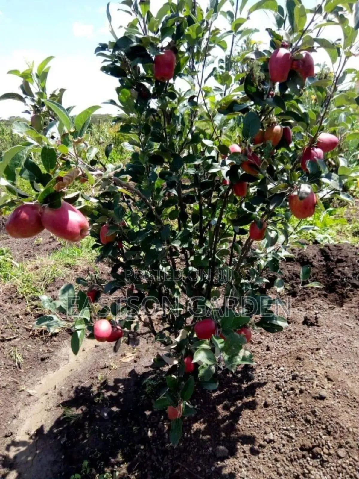 Exotic Apple Seedlings