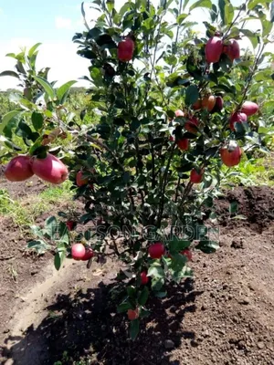 Exotic Apple Seedlings