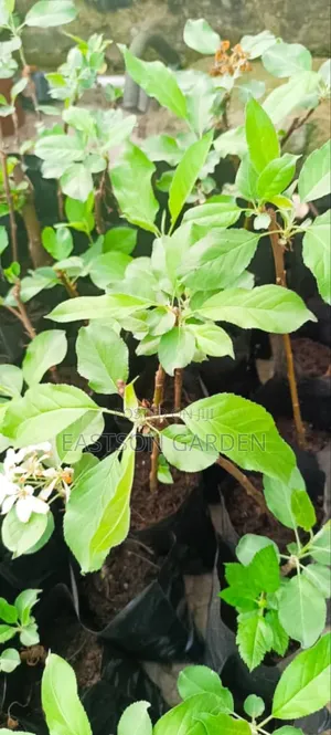 Exotic Apple Seedlings