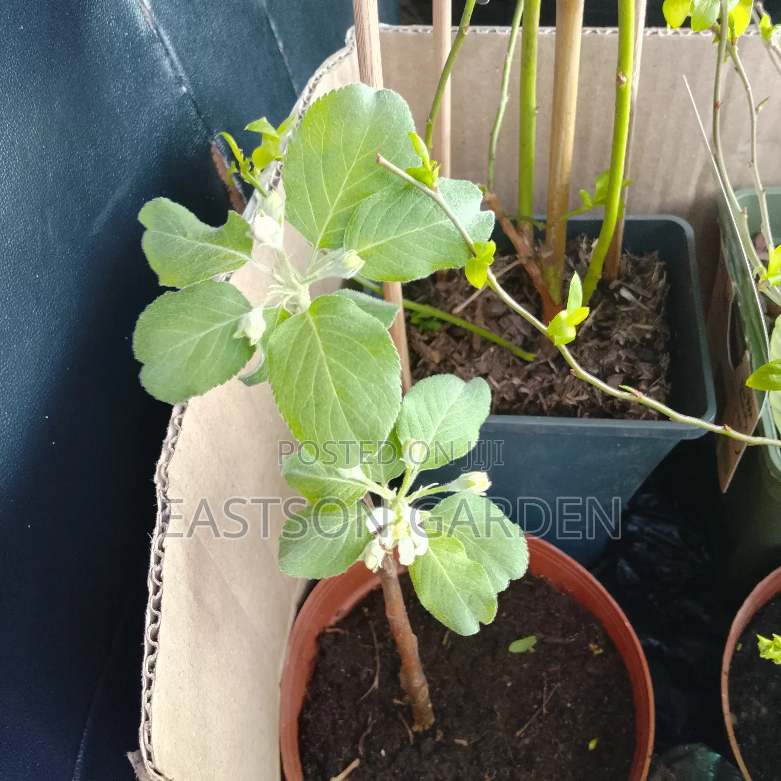 Exotic Apple Seedlings