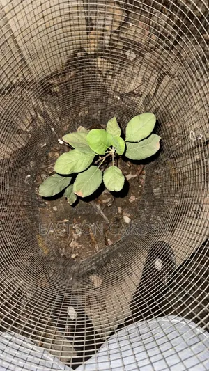 Exotic Apple Seedlings