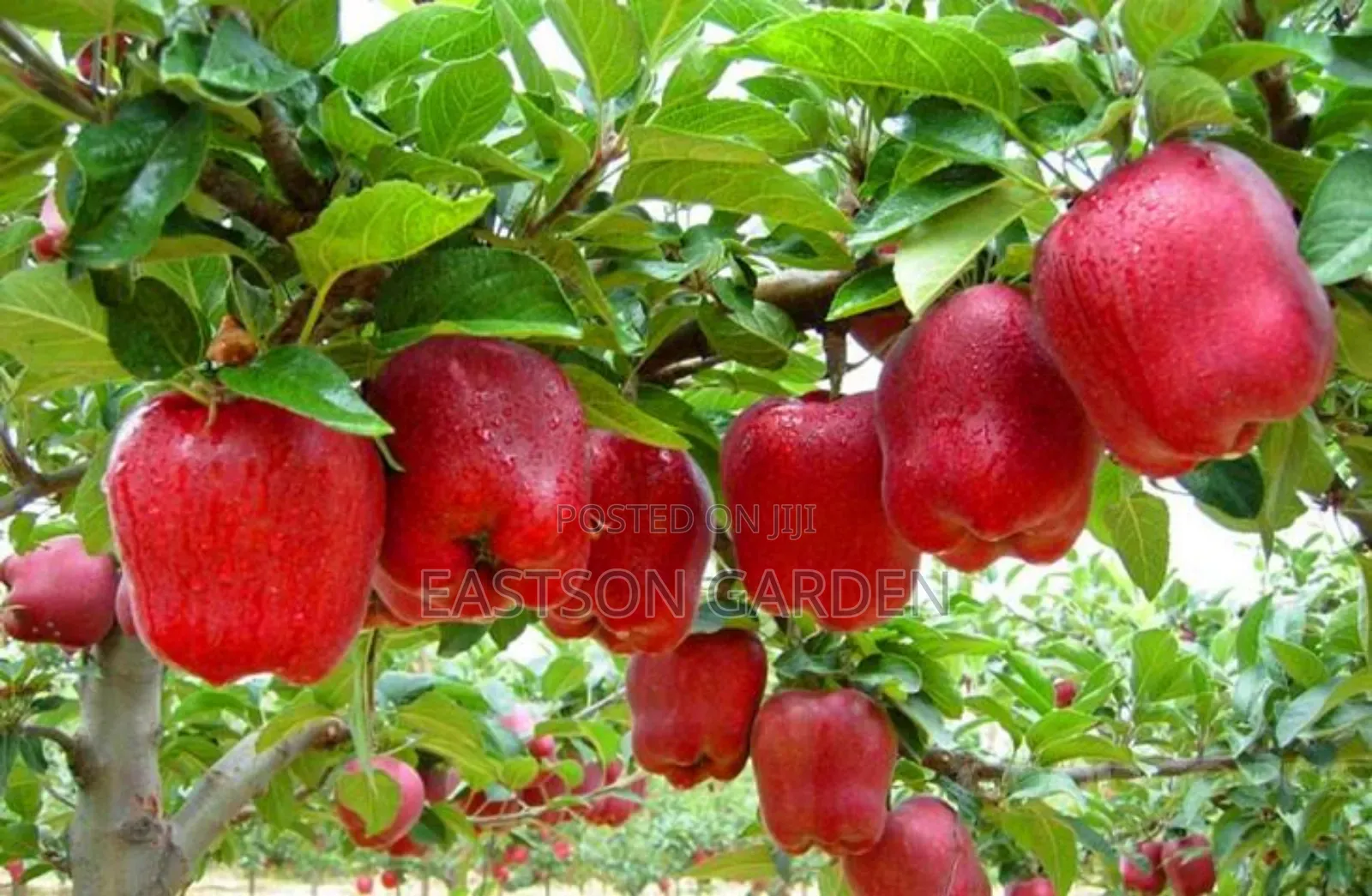 Exotic Apple Seedlings