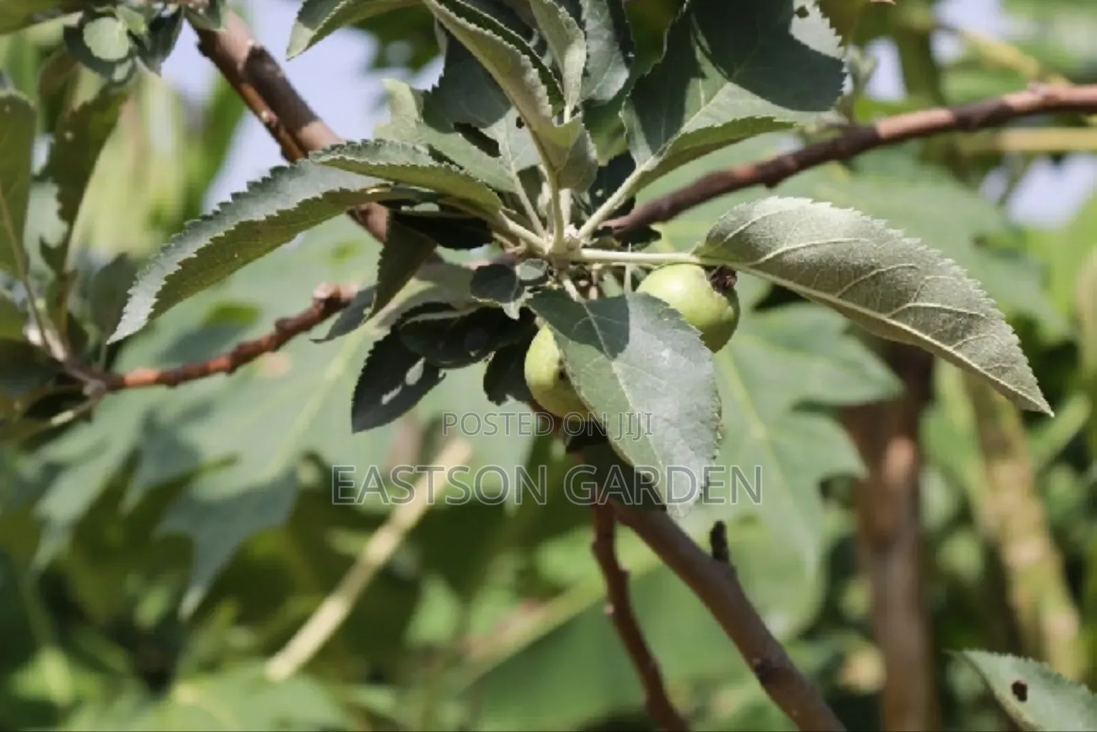 Exotic Apple Seedlings