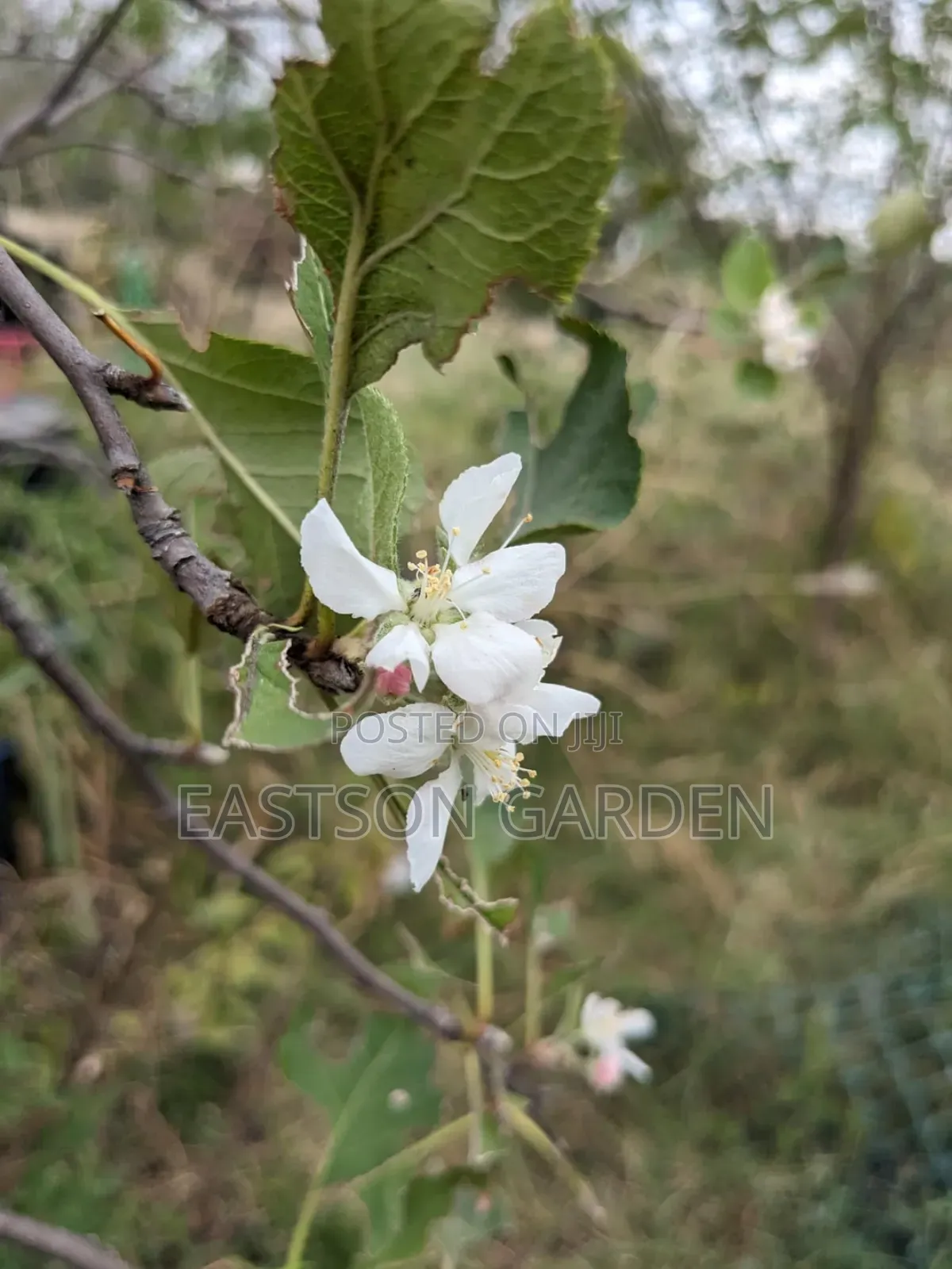 Exotic Apple Seedlings