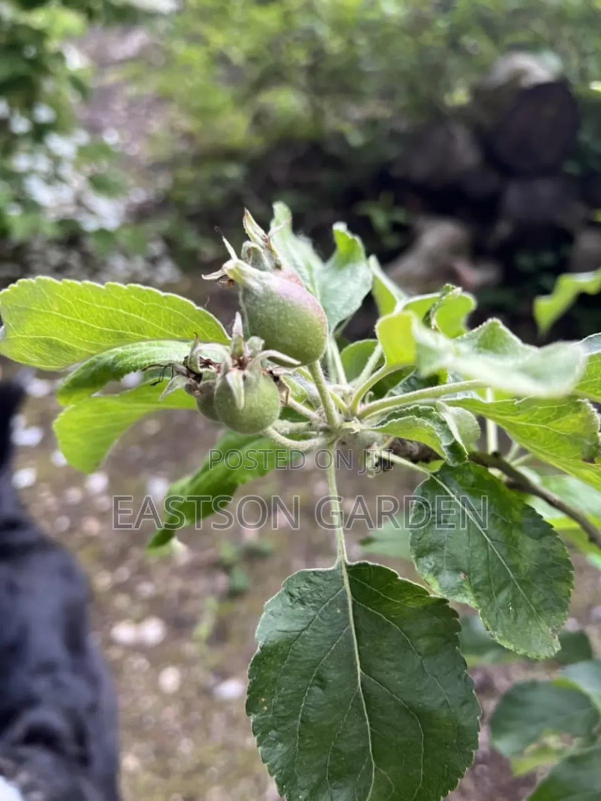 Exotic Apple Seedlings