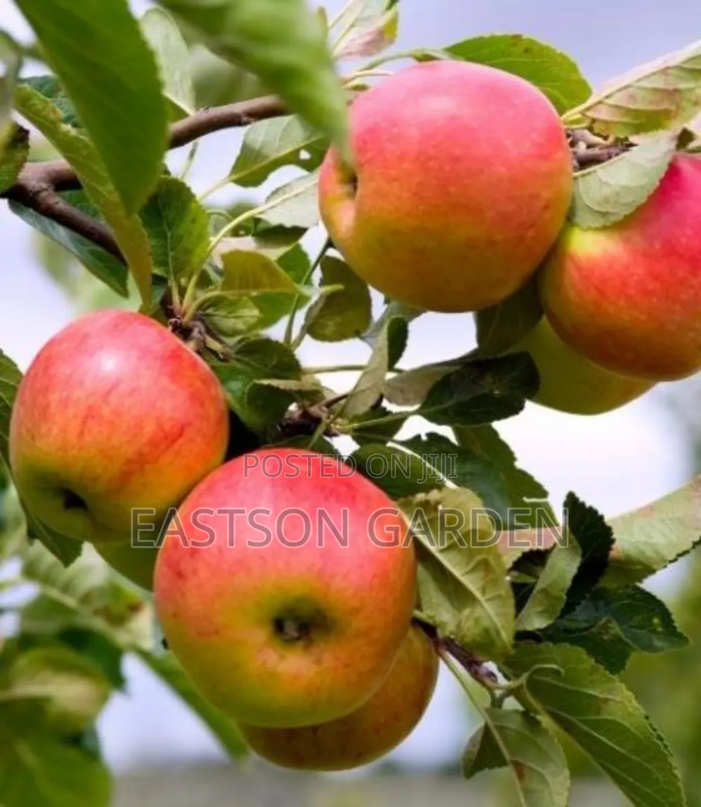 Exotic Apple Seedlings