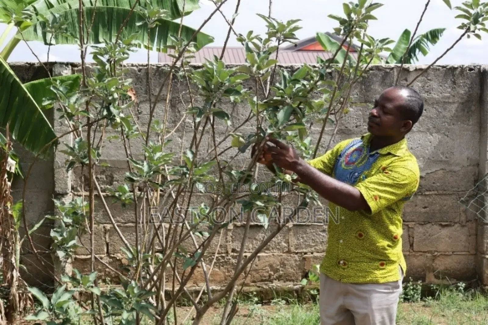 Exotic Apple Seedlings