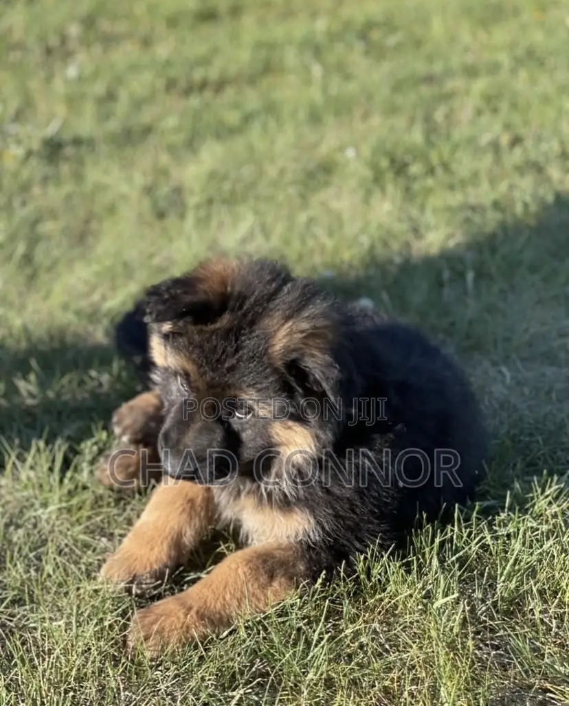 1-3 months Male Purebred German Shepherd