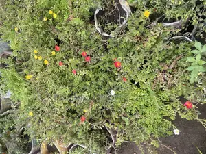 Moss Ross Plant