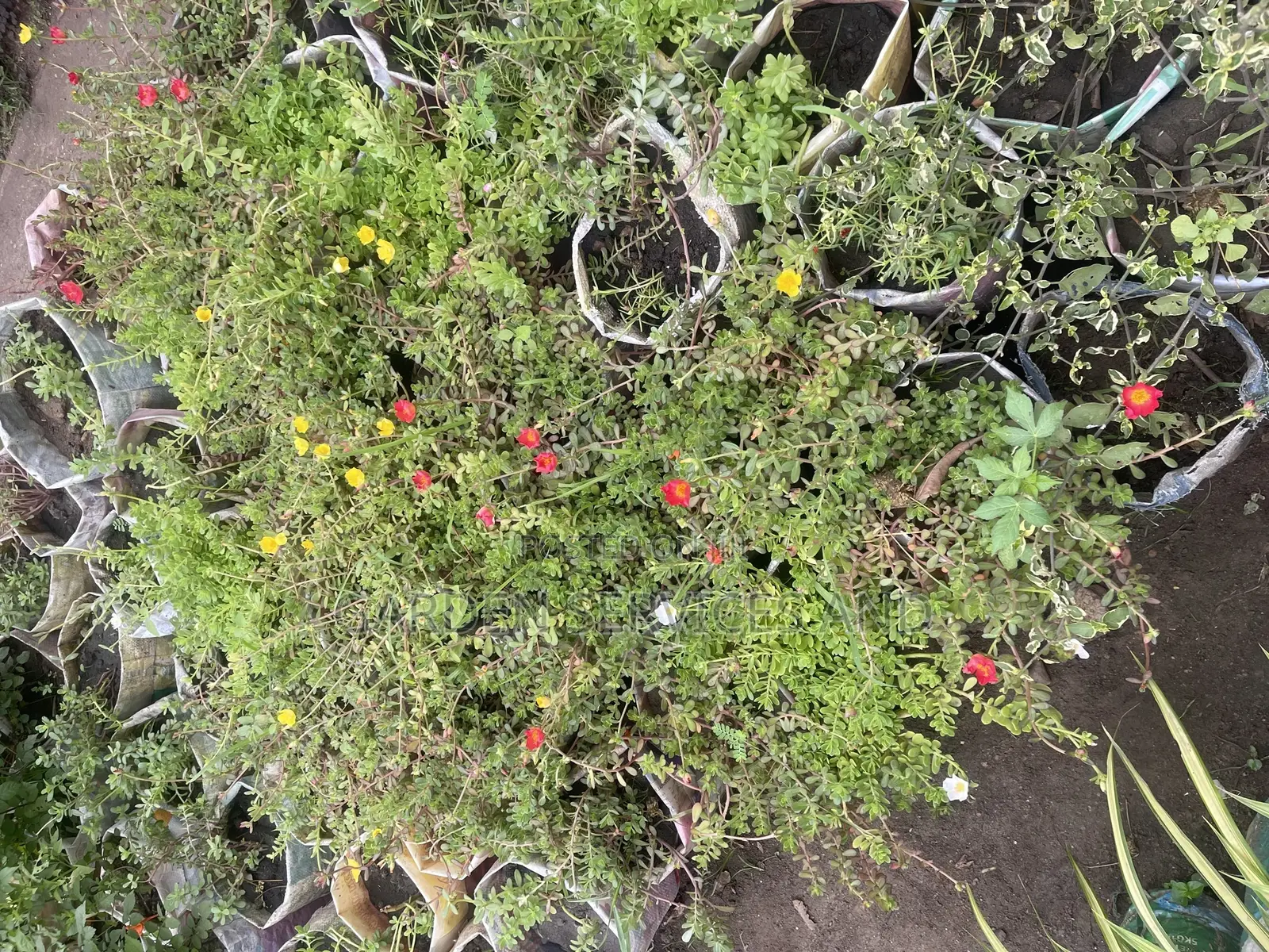 Moss Ross Plant