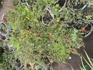 Moss Ross Plant