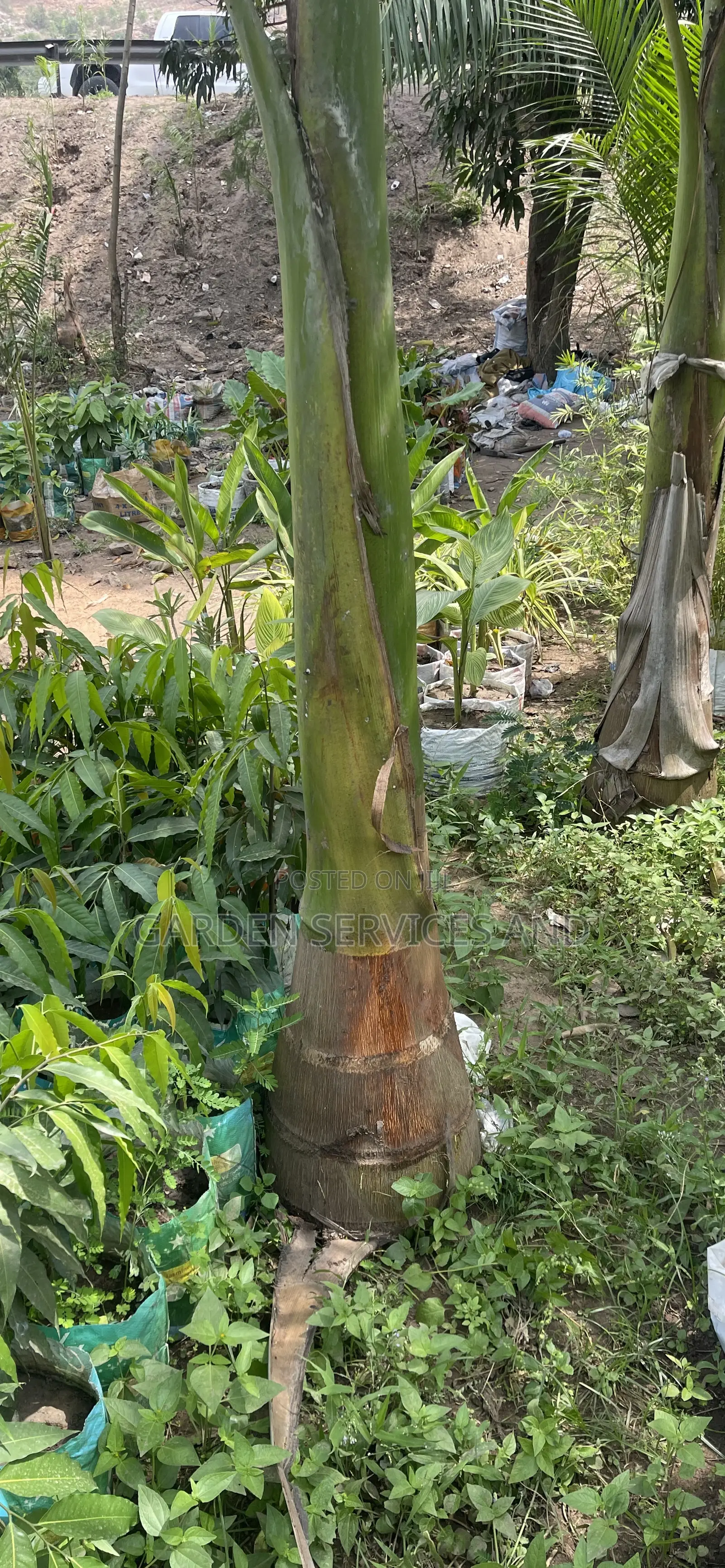 Royal Palms Available