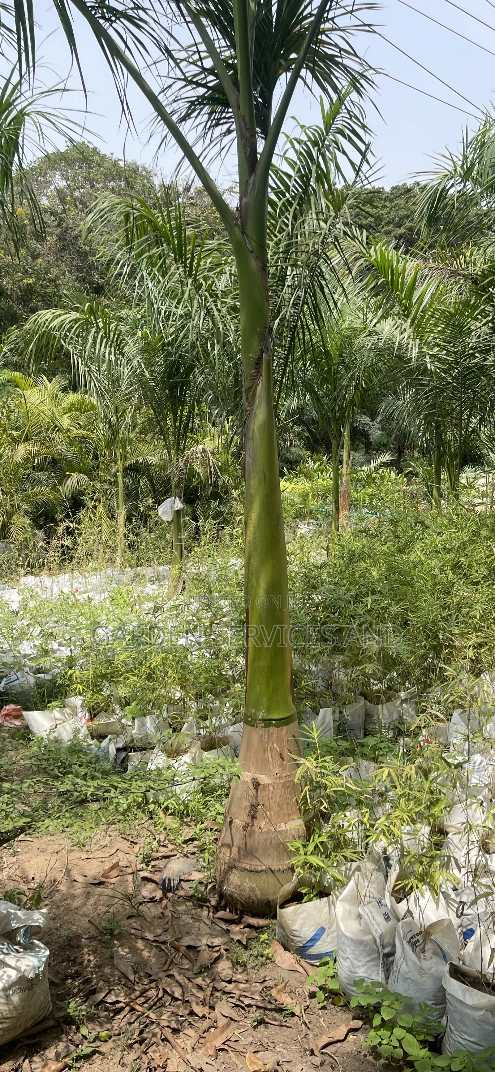 Royal Palms Available