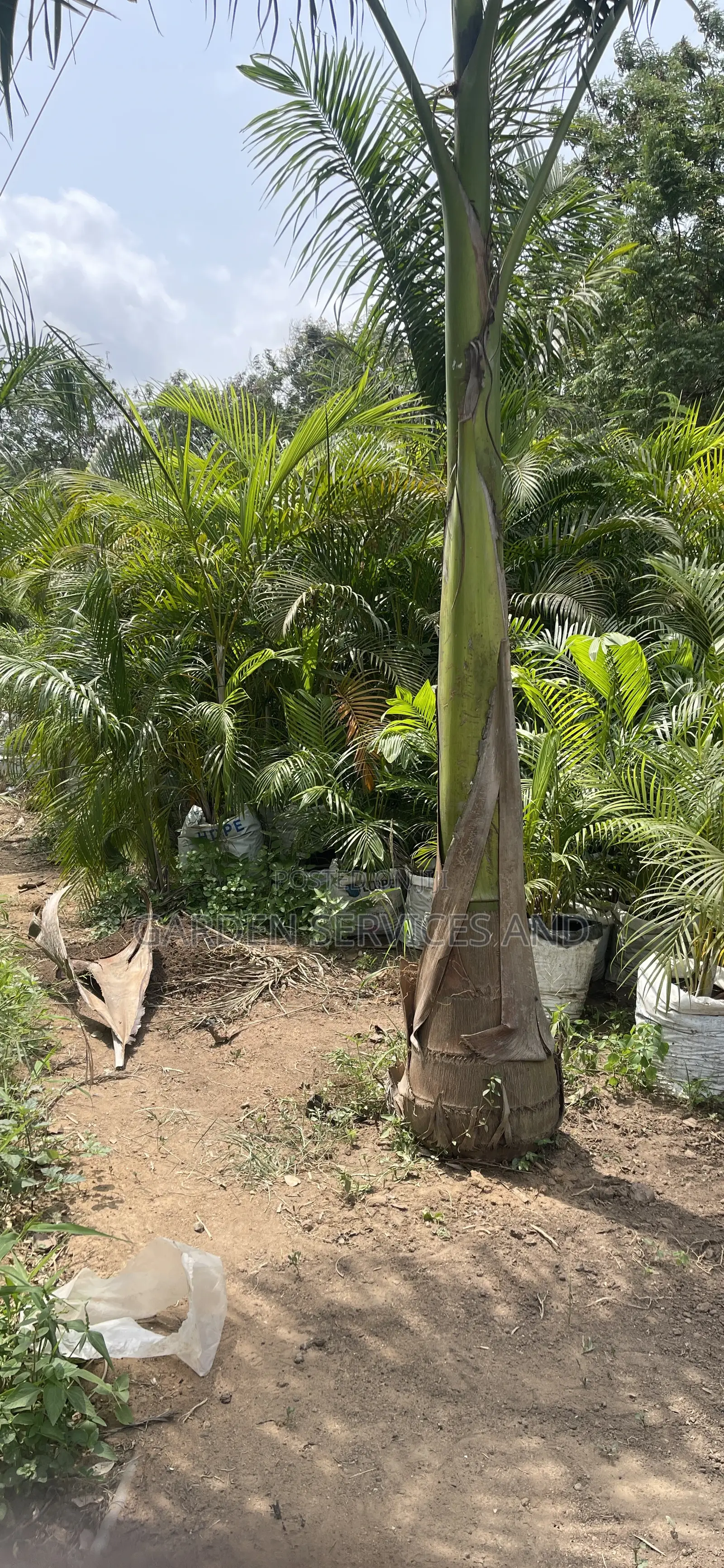 Royal Palms Available