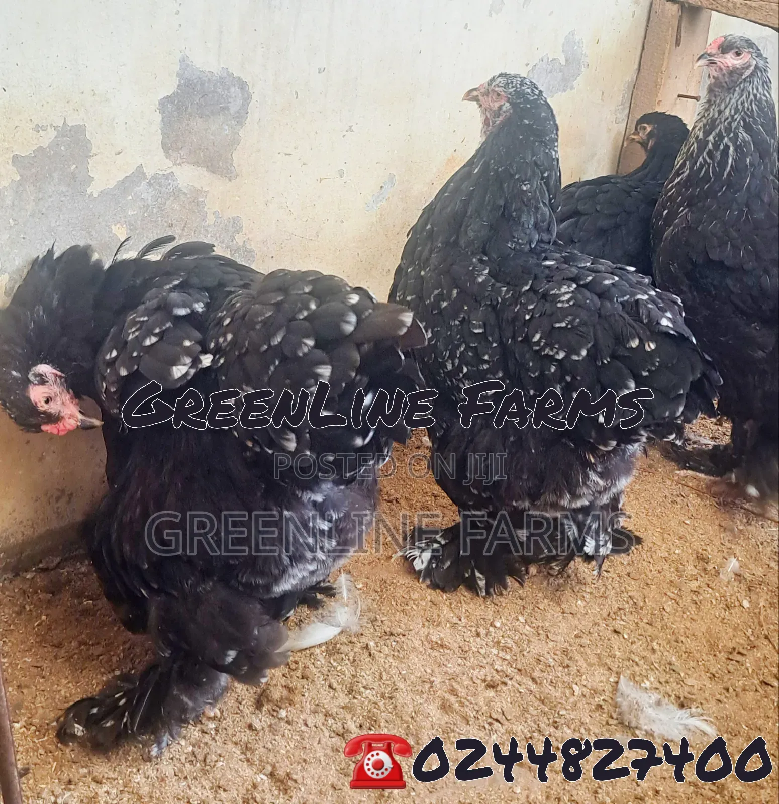 Brahma Hen
