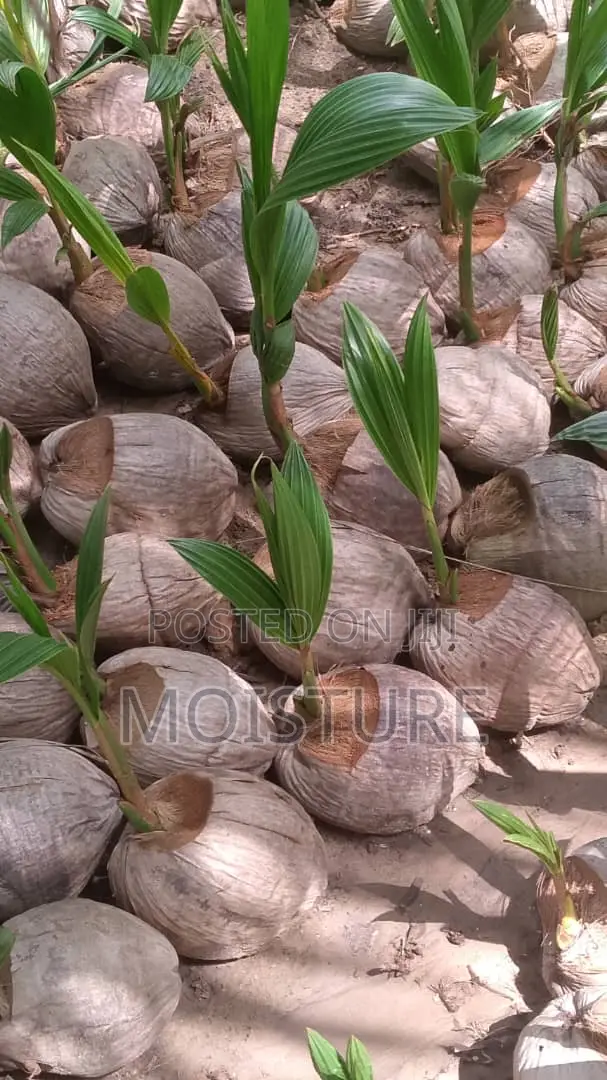 Golden,Yellow and Green Hybrid Coconut Seedlings of High Quality