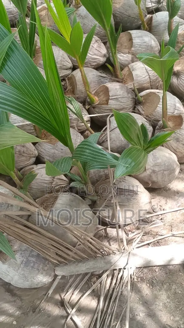 Golden,Yellow and Green Hybrid Coconut Seedlings of High Quality