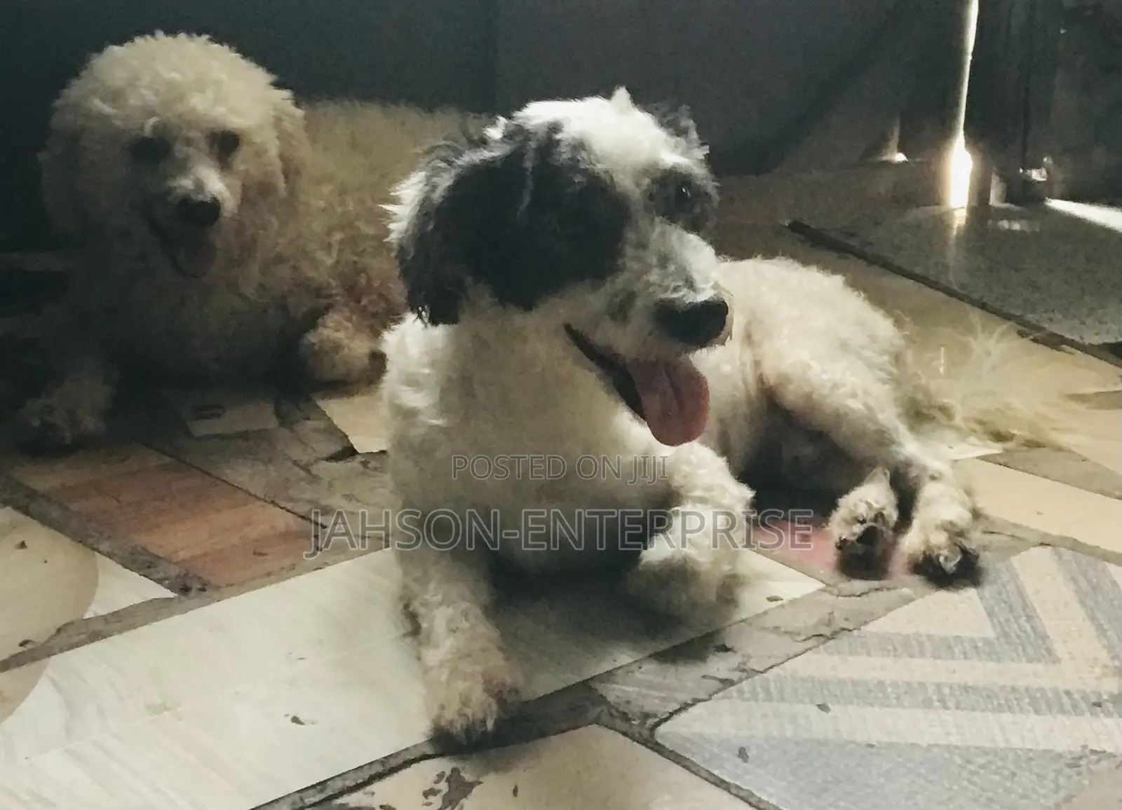 1+ year Male Purebred Poodle