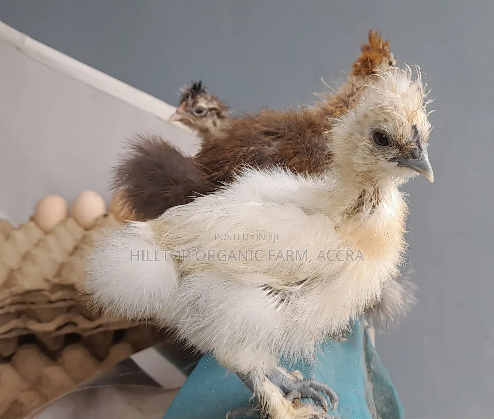 Silkie Chicks(200gh) and Fertile Eggs$(30gh) for Sale