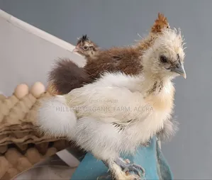 Silkie Chicks(200gh) and Fertile Eggs$(30gh) for Sale