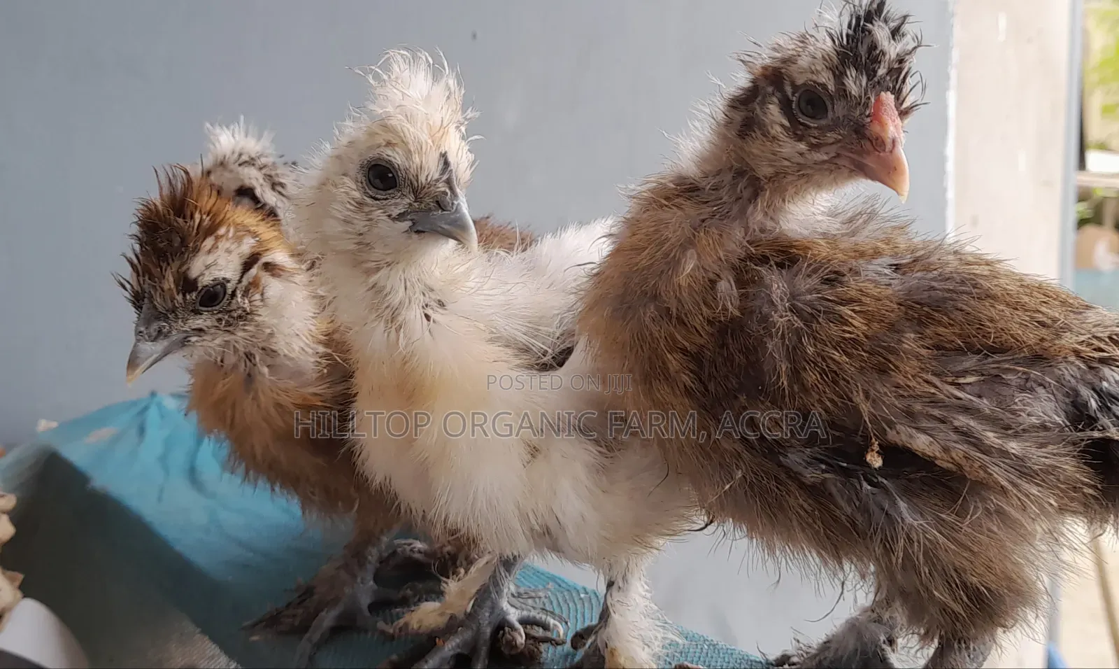 Silkie Chicks(200gh) and Fertile Eggs$(30gh) for Sale
